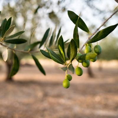 essensaciones-productos-gourmet-1