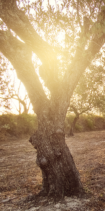 olivos-2