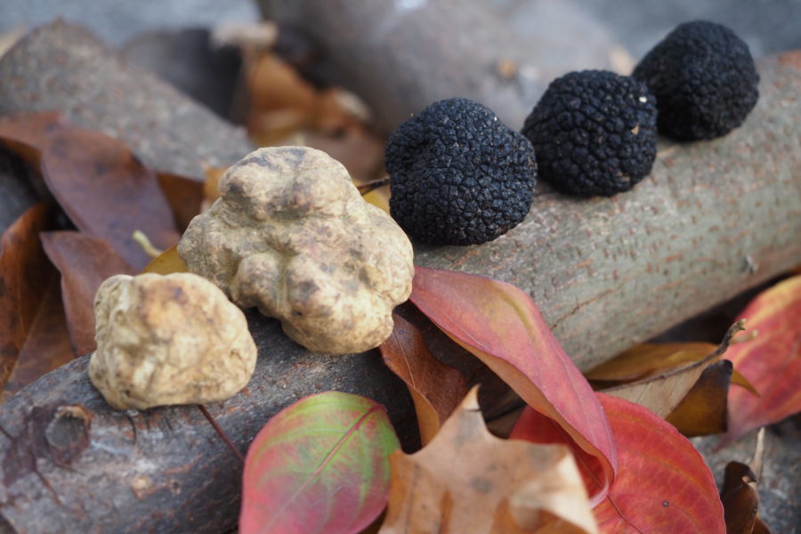 Fresh Truffle, “Underground Gold”