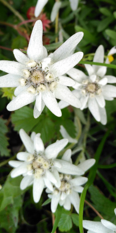 essensaciones-suiza essensaciones-suiza