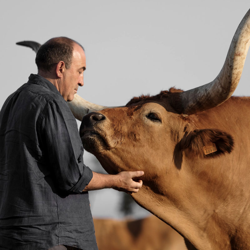 carne-buey-vaca-el-capricho-23