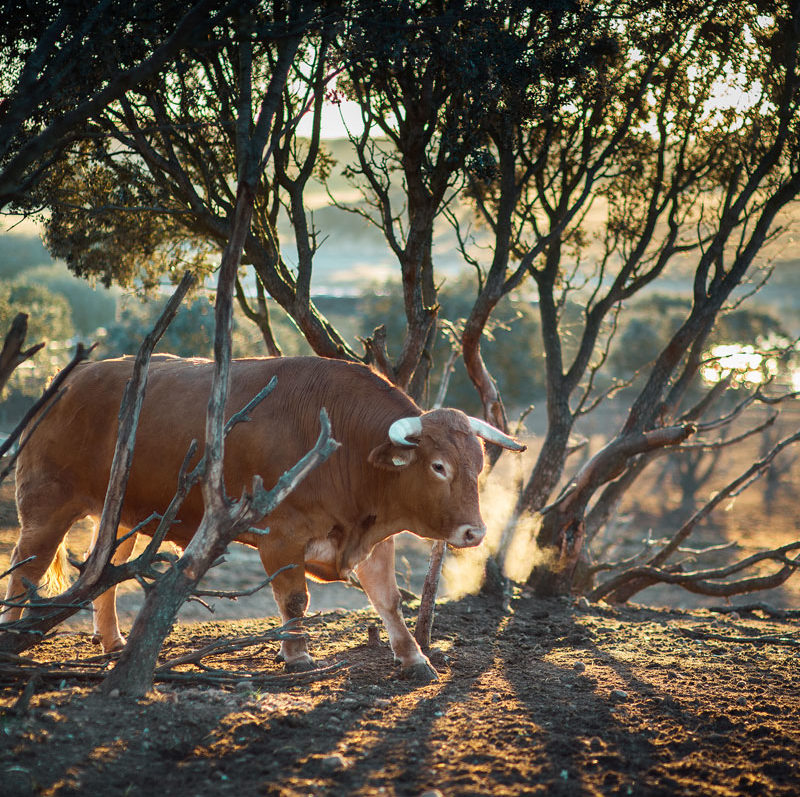 essensaciones-suiza-buey
