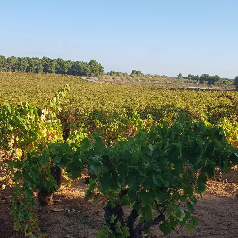 essensaciones-wein-spain